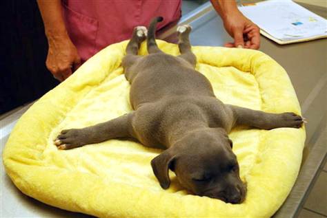 signs of swimmer puppy syndrome in Harper