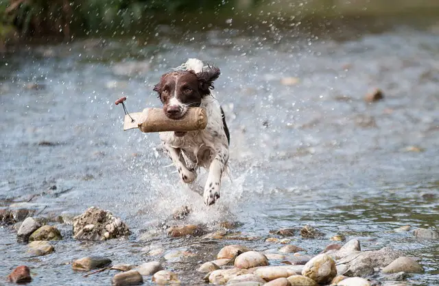 Training a dog how to duck hunt