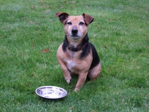 dog waiting for food