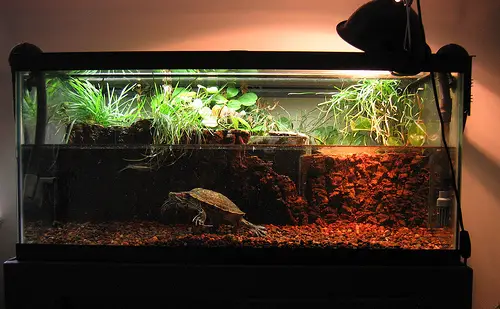 turtle tank