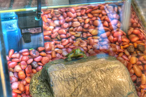 turtle tank 2