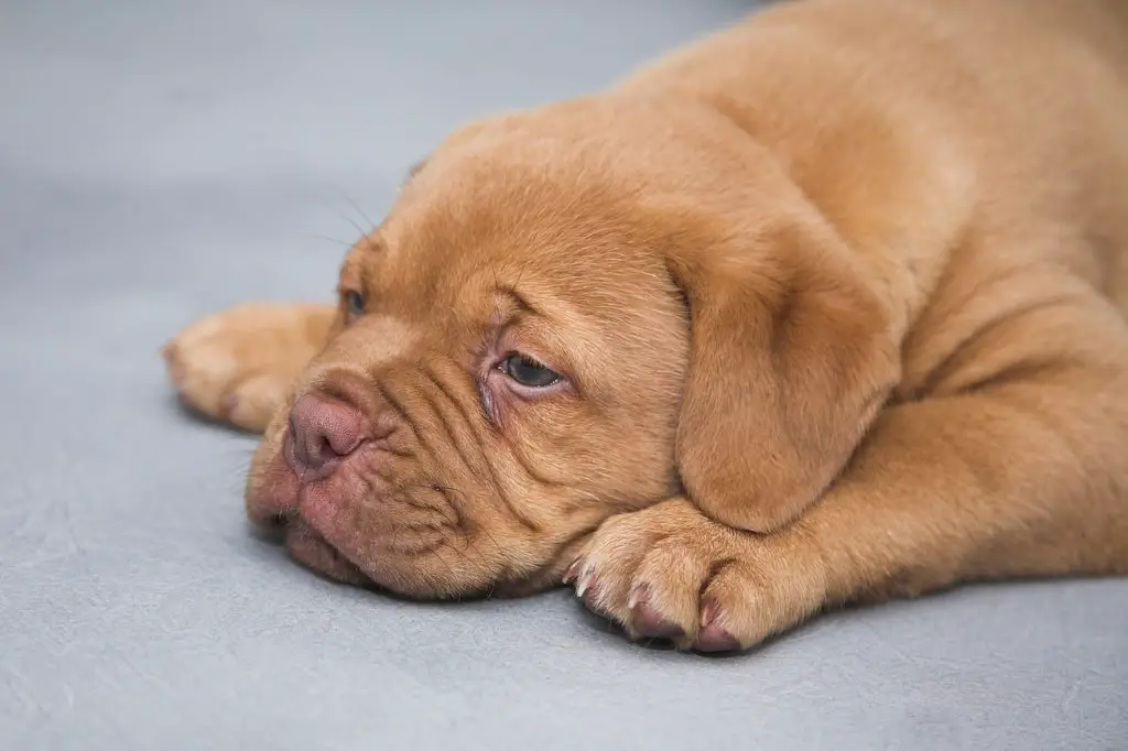 Puppy with acne