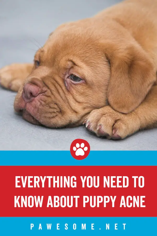 Everything You Need to Know About Puppy Acne