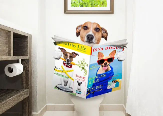 dog using indoor potty