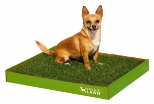 DoggieLawn Real Grass Dog Potty