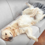 What Are the Best Pet Couch Covers That Stay in Place?