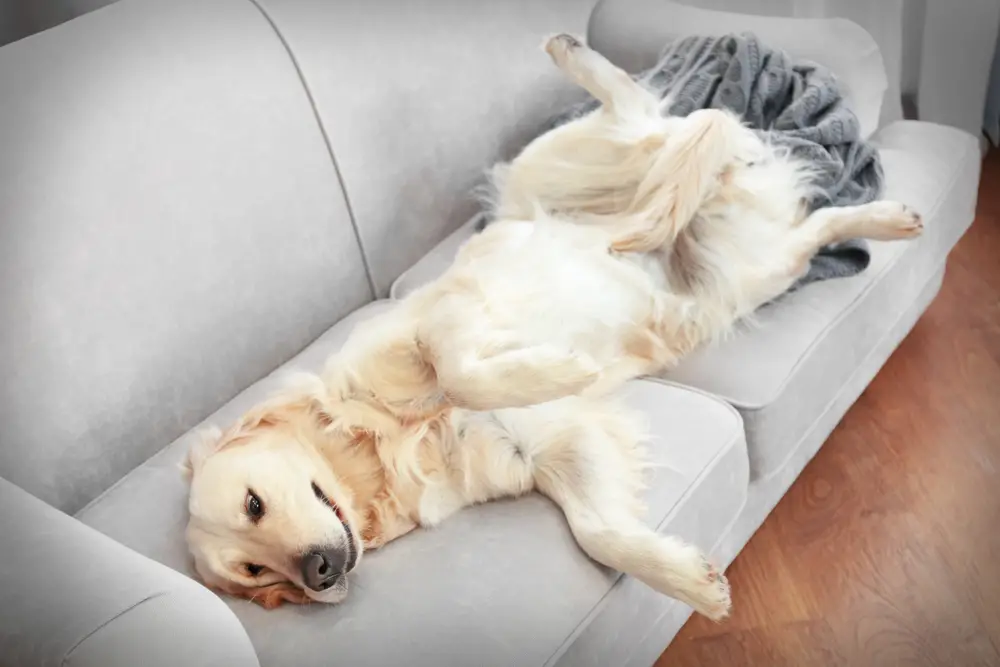 Golden retriever lying on a sofa at home