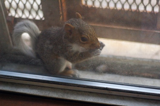 Squirrel in the window