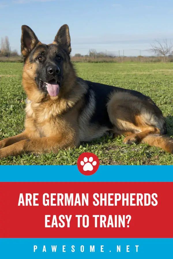 Are German Shepherds Easy to Train?