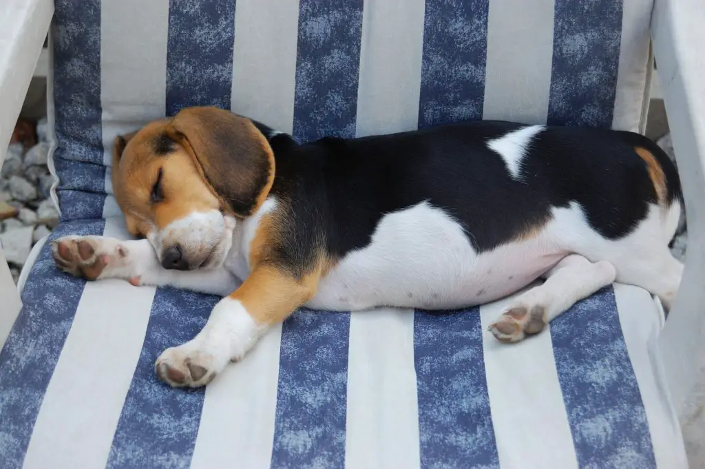 Beagle puppy growing while resting on the couch