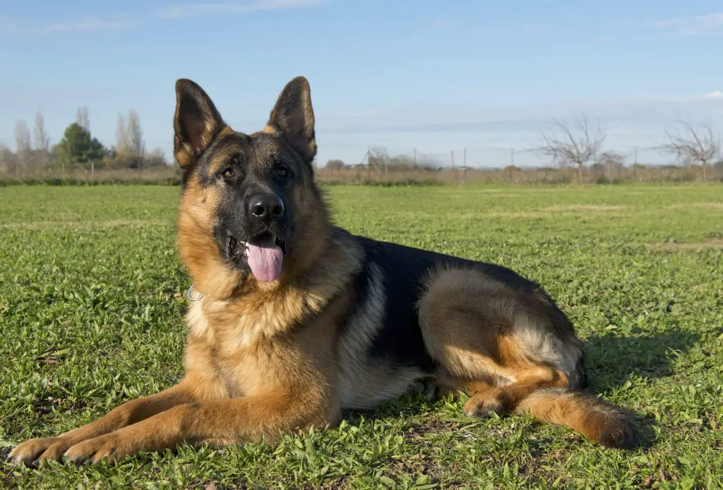 German Shepherd sitting in field being trained