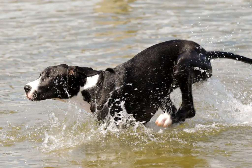 Great Dane running to the water to swim