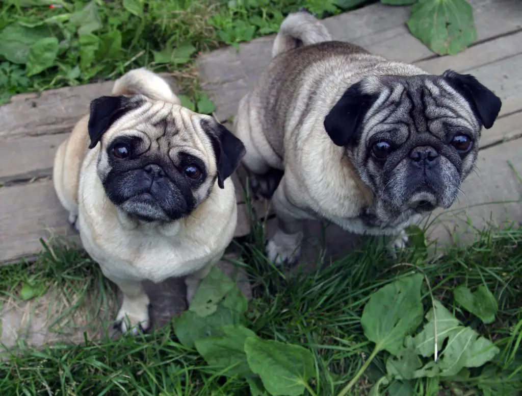 Pugs posing outside for the camera