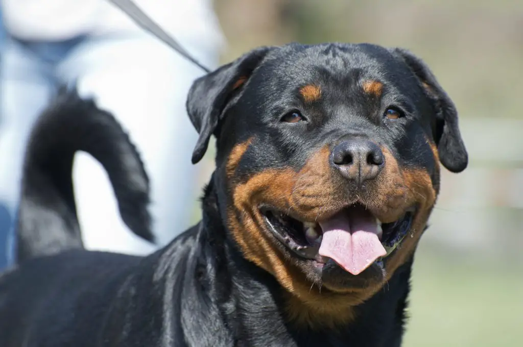 rottweiler good with other dogs