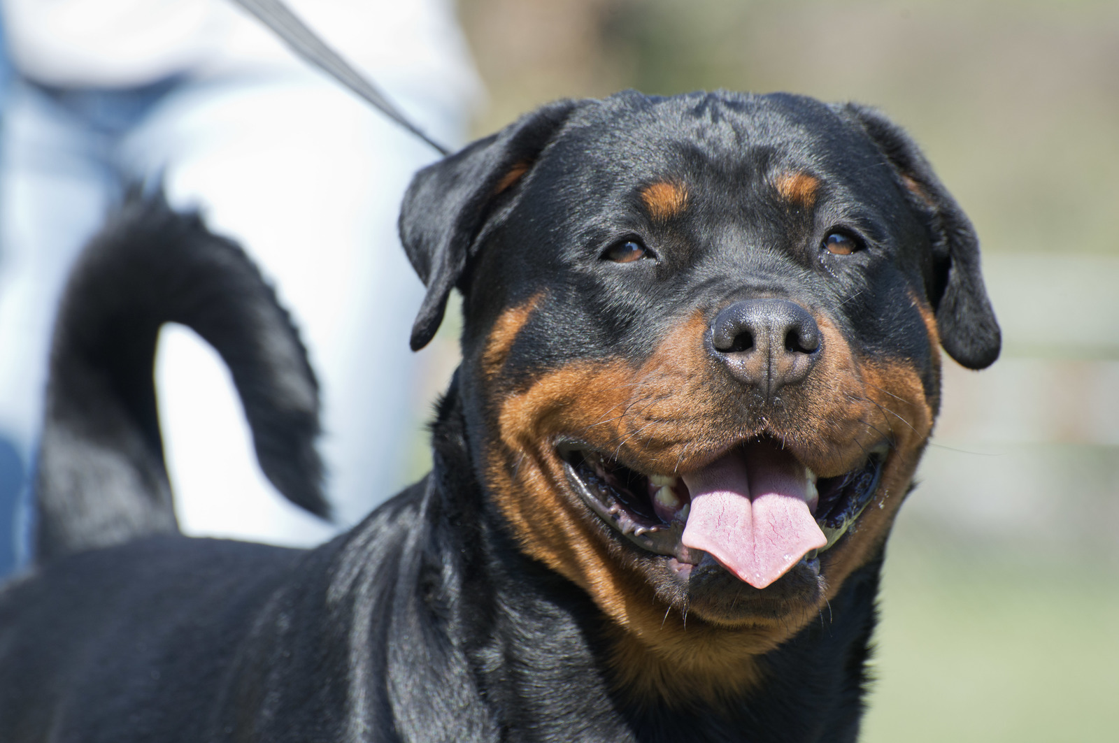 are rottweilers the best guard dogs