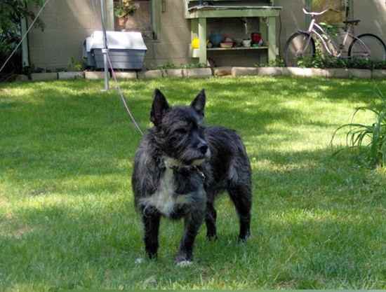 Bostie Westie Boston Terrier Mix