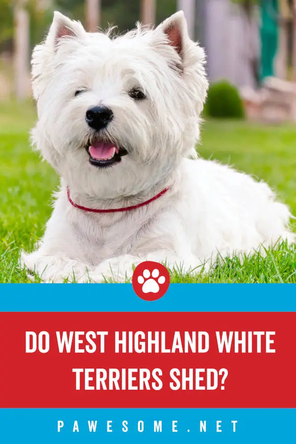 do westies shed? what you need to know