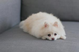 dog laying on couch