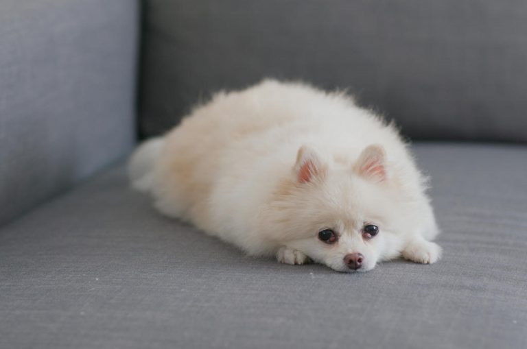 Help! My Dog Is Peeing On The Couch (Why & How to Stop It)