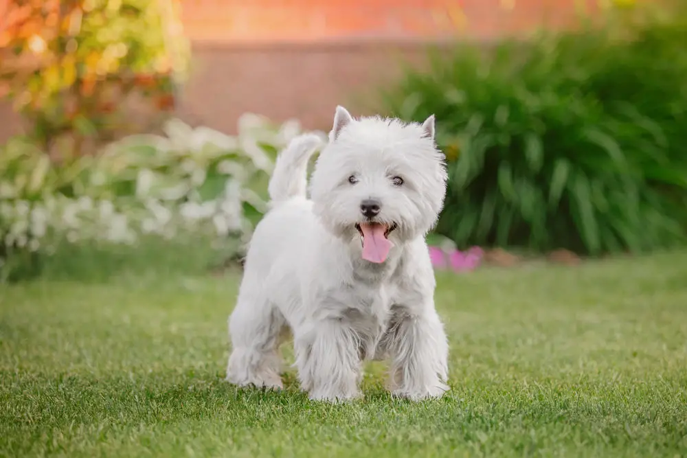 Happy Westie in the garden