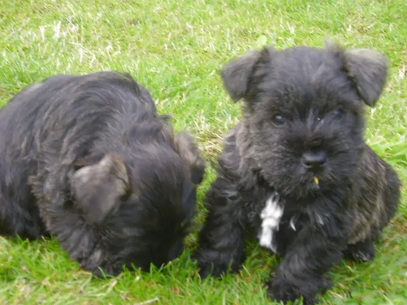 Wauzer puppies in the grass