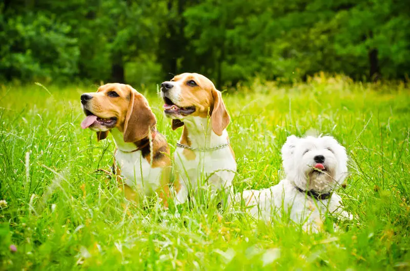 Westie playing with beagles