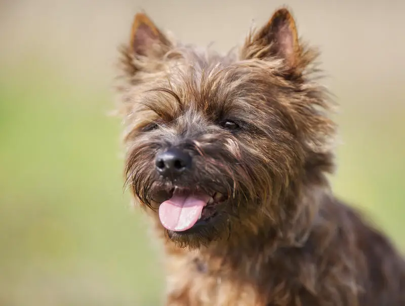 west highland terrier cross