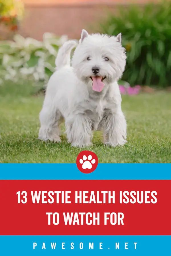 13 Westie Health Issues to Watch For