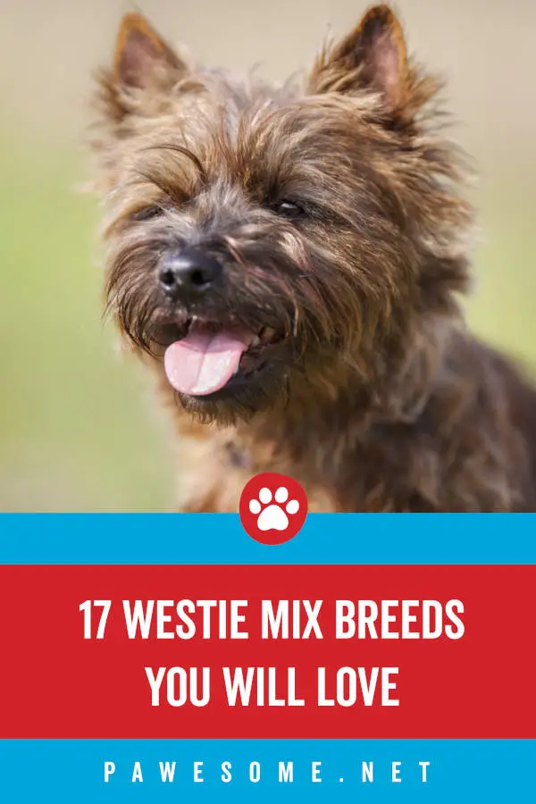 17 Westie Mix Breeds You Will Love