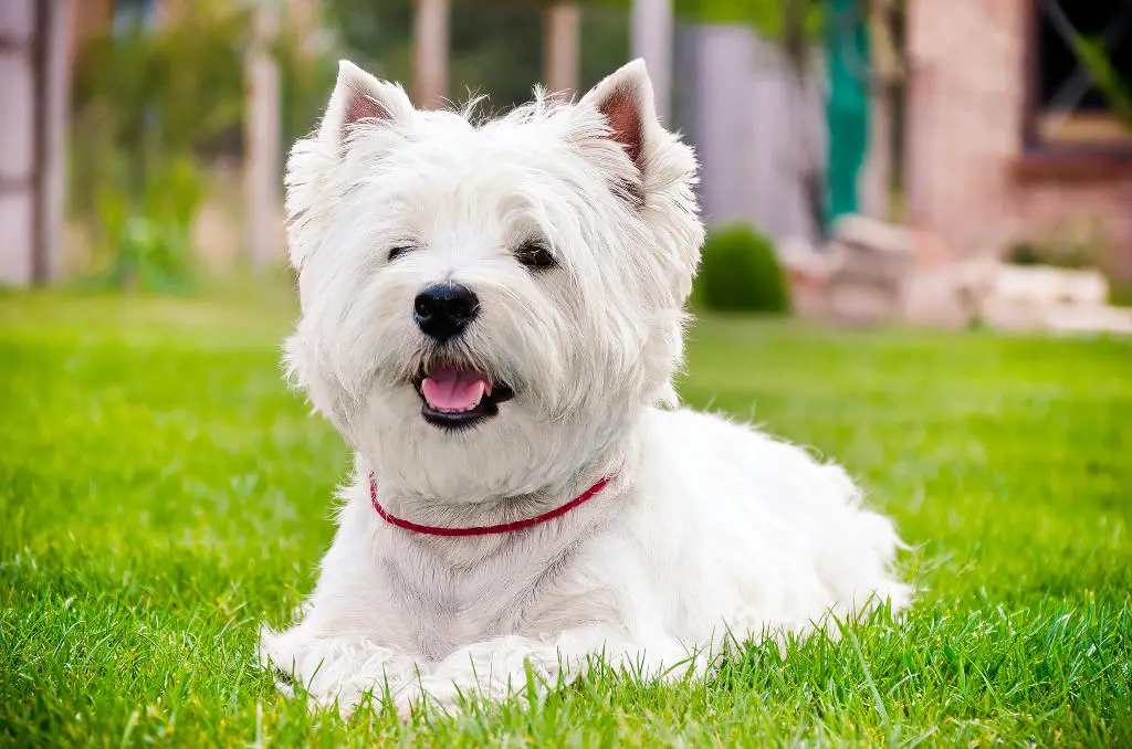 Well-groomed Westie posing in the grass