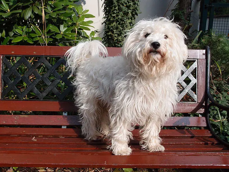 westie mix dog