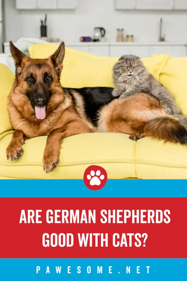 Are German Shepherds Good with Cats?