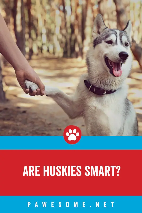 Are Huskies Smart?