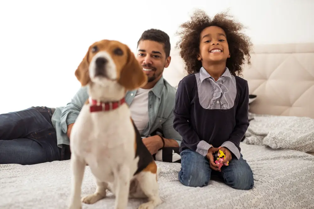 family and kid playing with beagle
