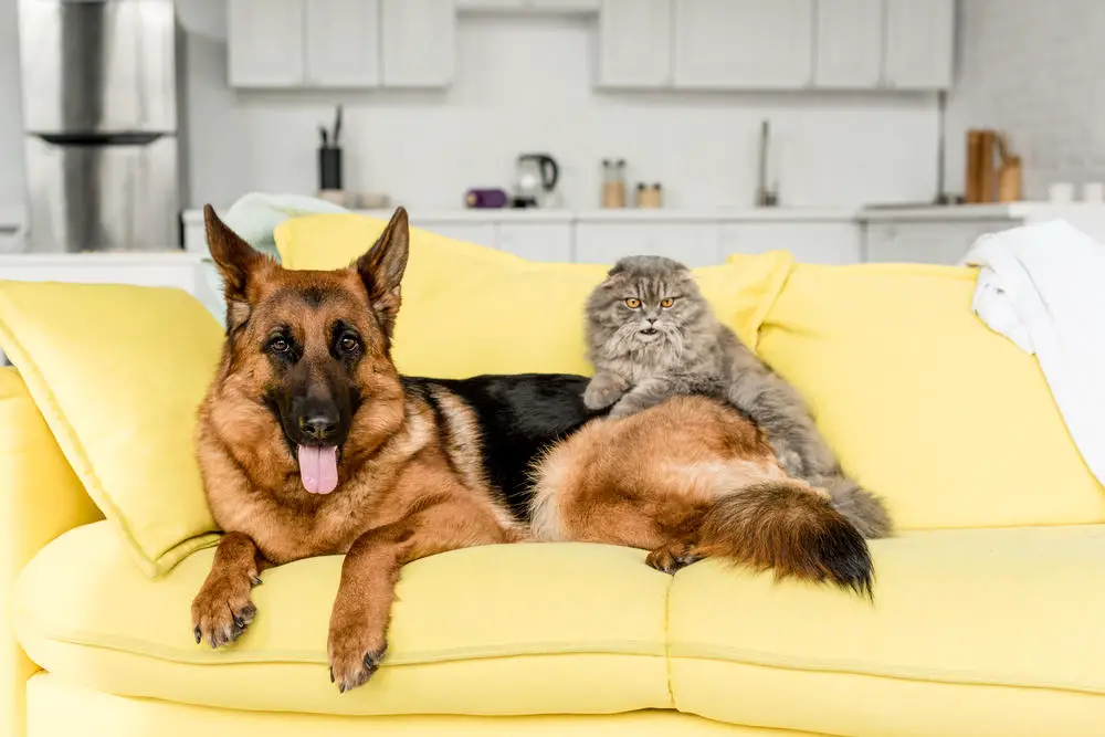 German Shepherd with cat on couch