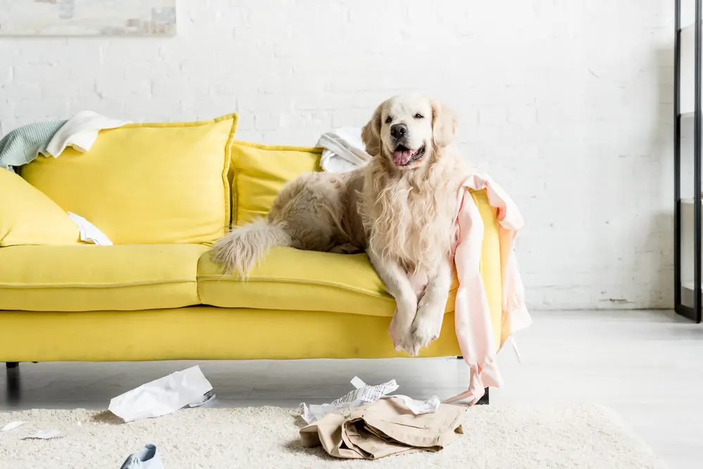 Golden Retriever on couch in an apartment