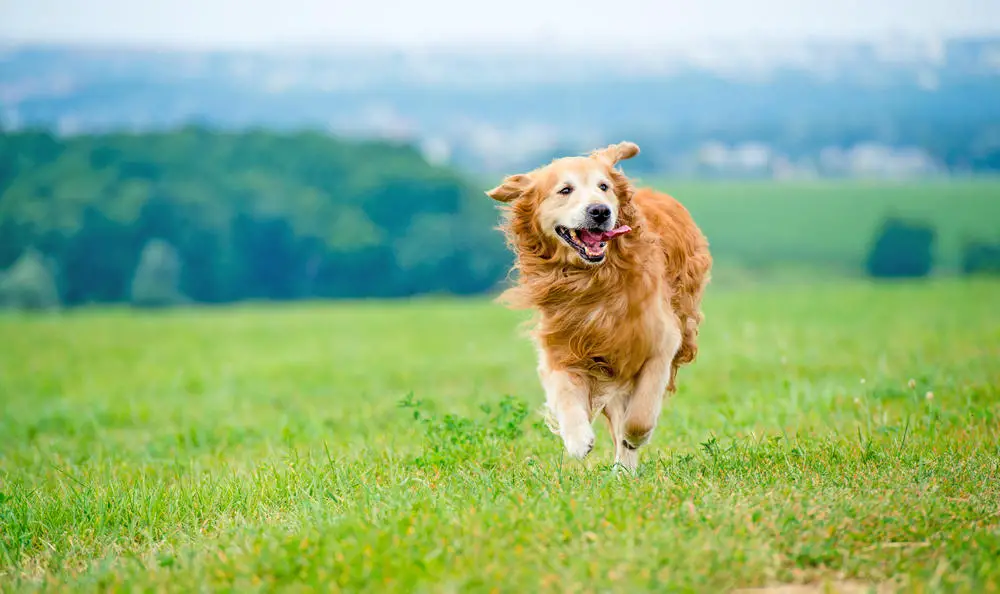 Golden Retriever running in the field