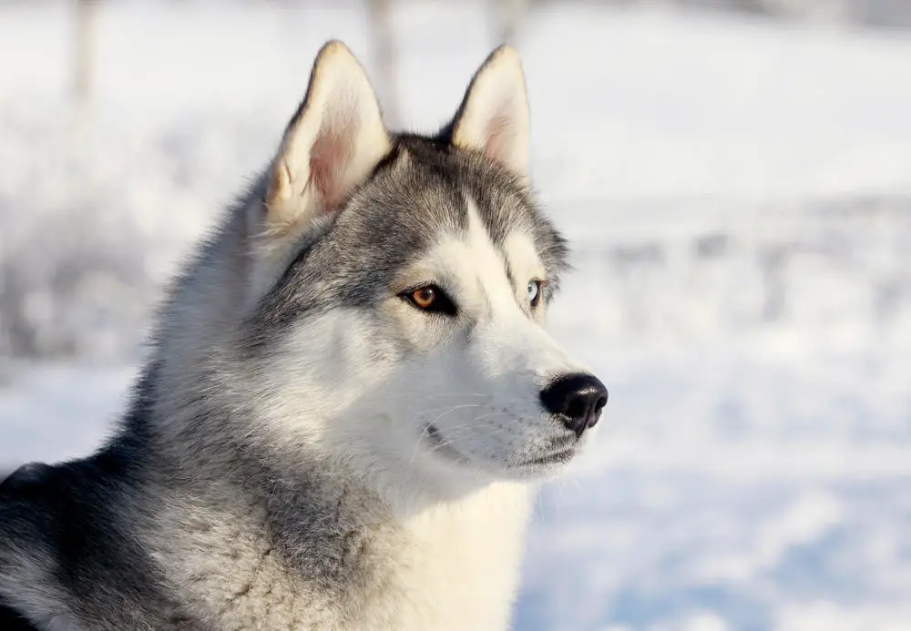 Husky with both blue and brown eyes in the snow