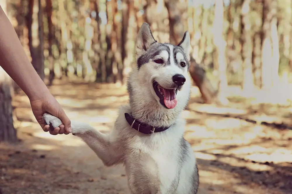 Smart Husky shaking hands with owner
