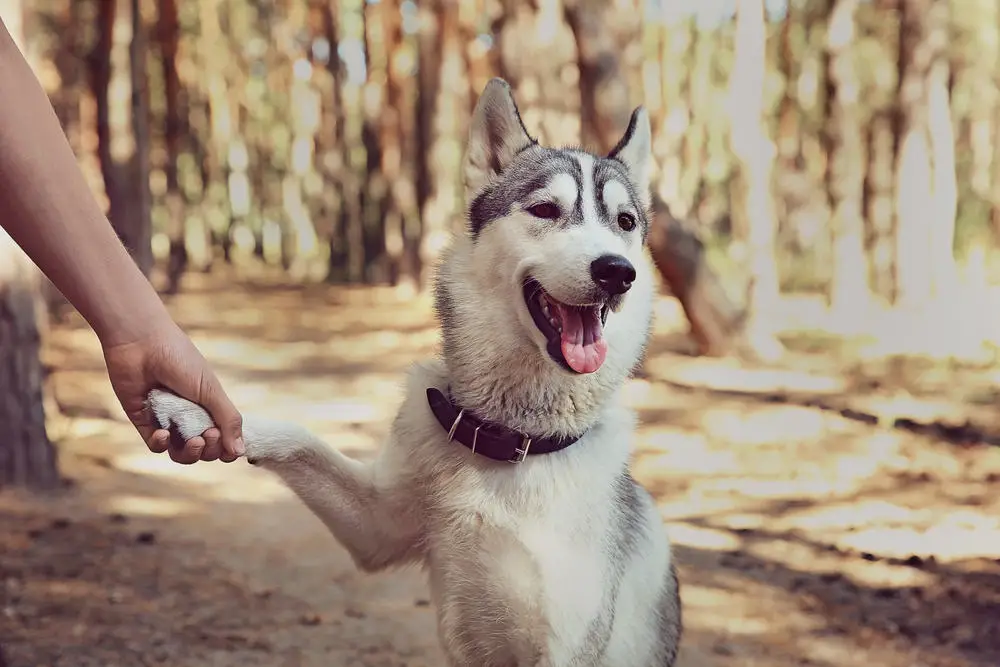 are siberian husky the most intelligent dogs