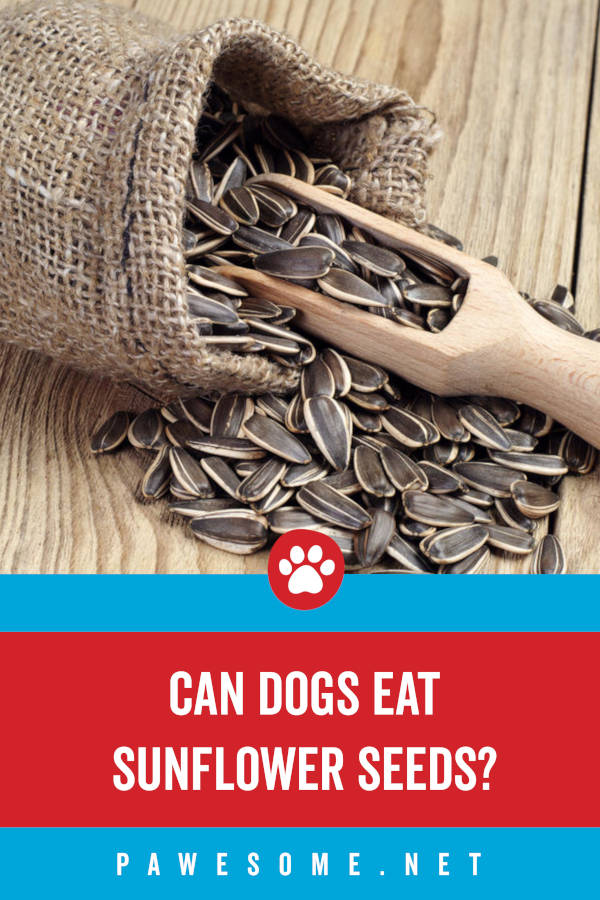 Are Sunflower Seeds Poisonous To Dogs