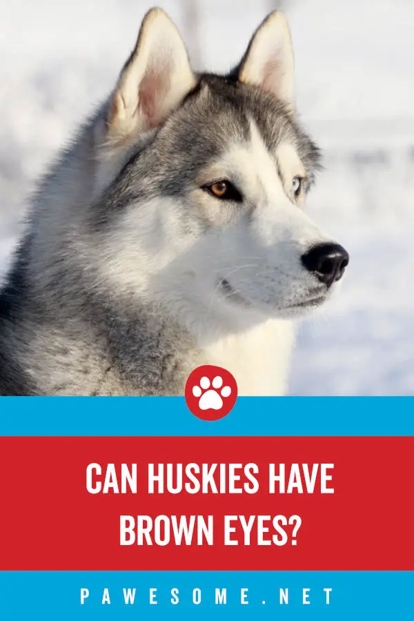 Can Huskies Have Brown Eyes?