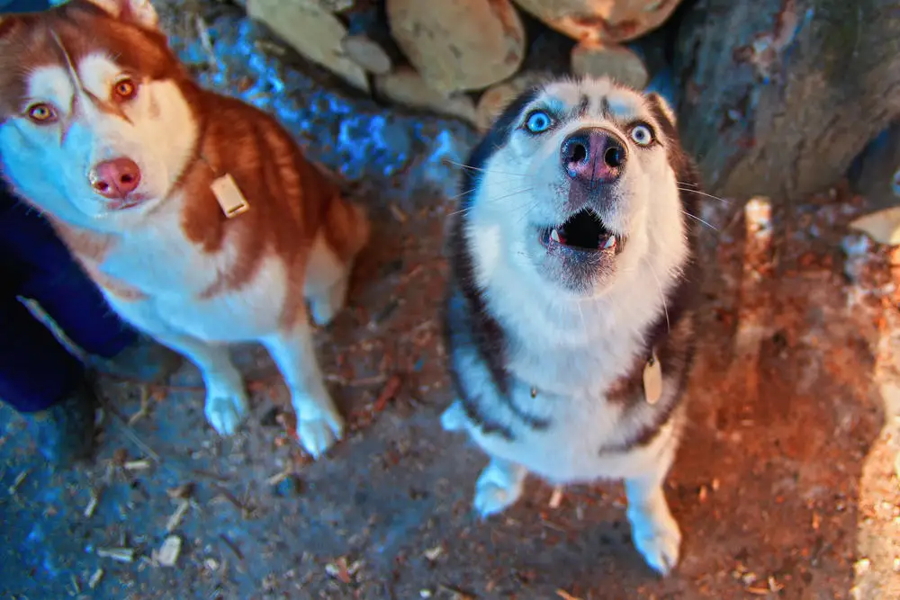 Husky howling and being vocal