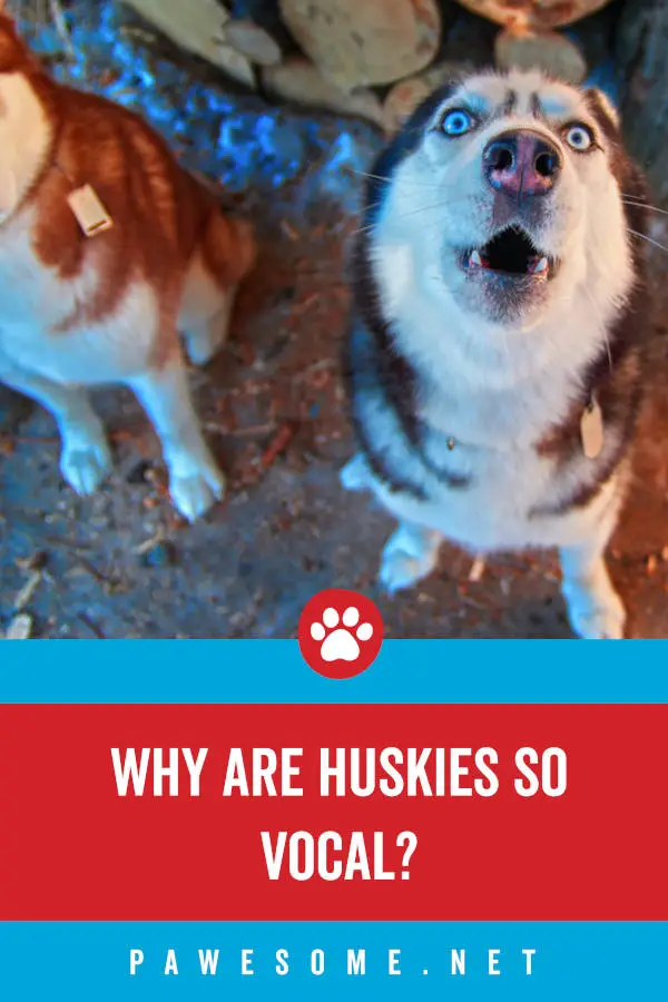 Why Are Huskies So Vocal?