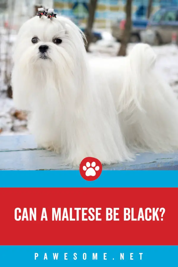 Can a Maltese be Black?