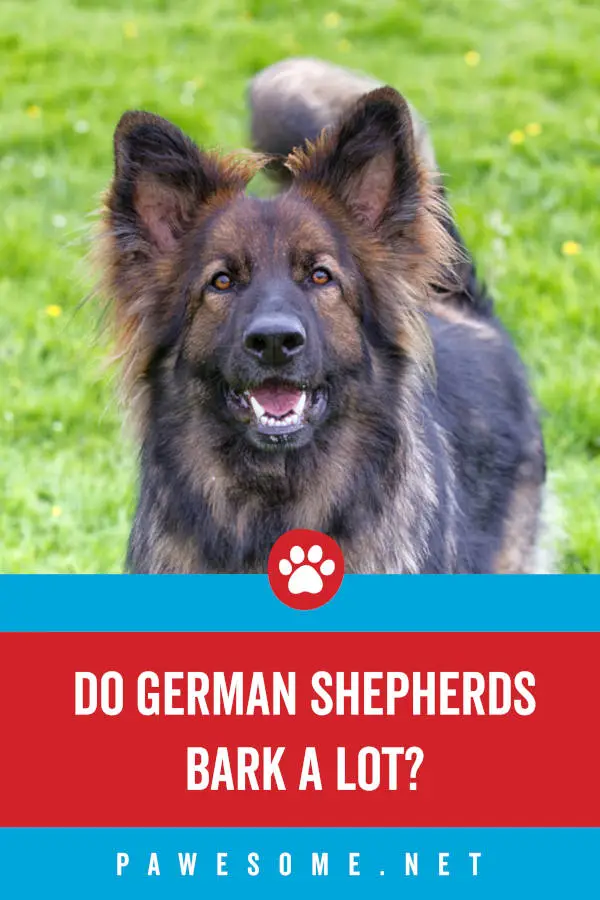 Do German Shepherds Bark a Lot?