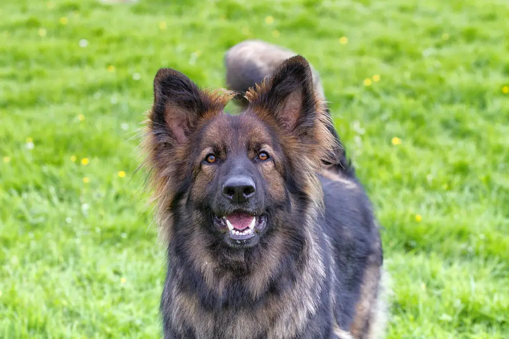 German Shepherd barking