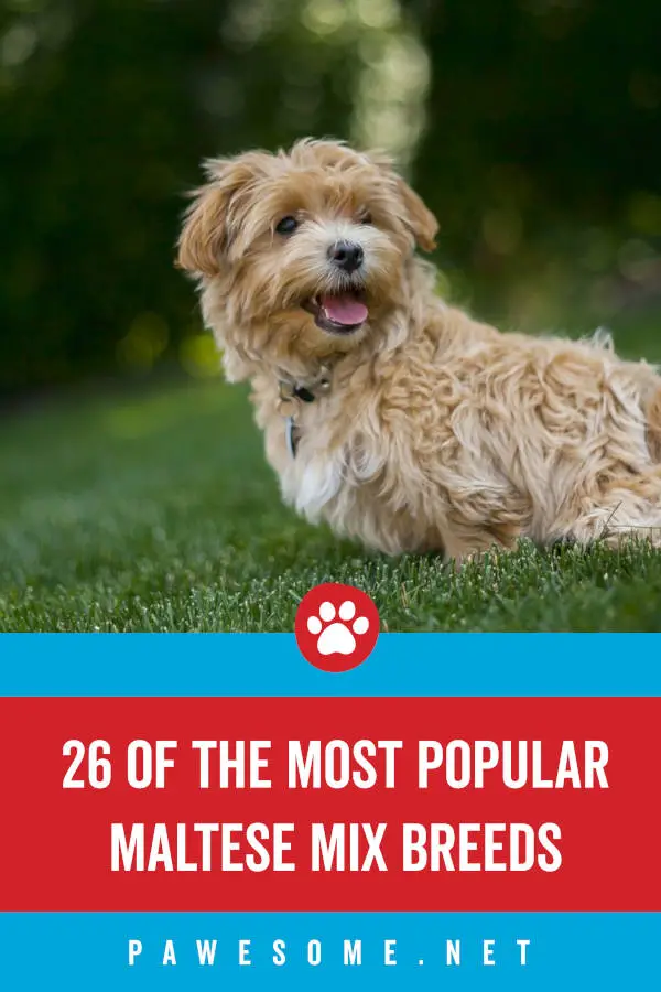 26 of the Most Popular Maltese Mix Breeds