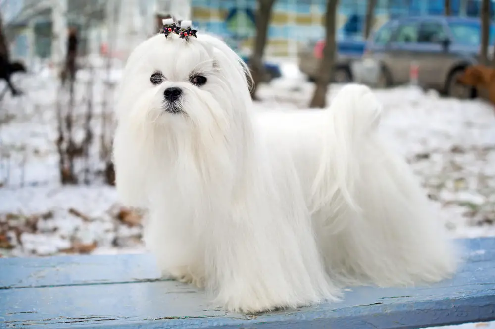 Maltese posing on a bench