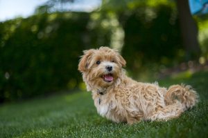 Maltipoo sitting in grass